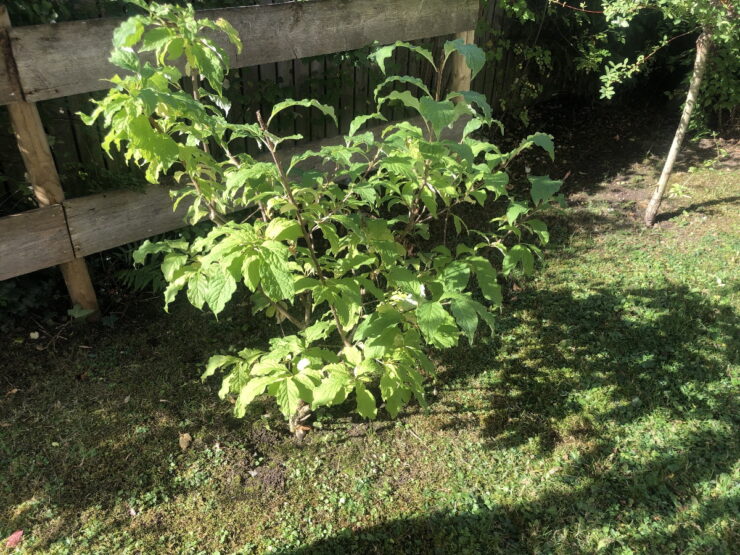 Hochbeet